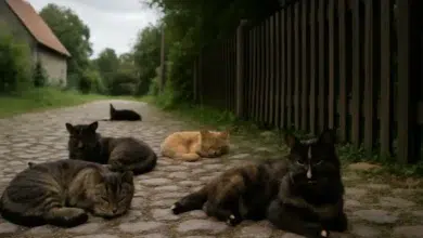 Katzenschutzverordnung: Niedersachsen lässt Beschluss liegen